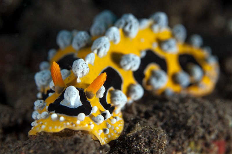 Phyllidia ocellata. Tulamben, Bali by Doug Anderson 