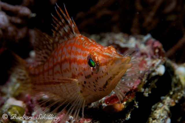 Longnose hawkfish by Barbara Schilling 