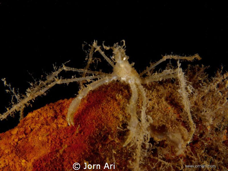 Long-legged spider crab (Macropodia rostrata).
 by Jorn Ari 