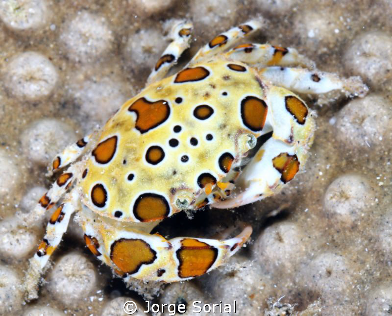 Arlequin crab by Jorge Sorial 
