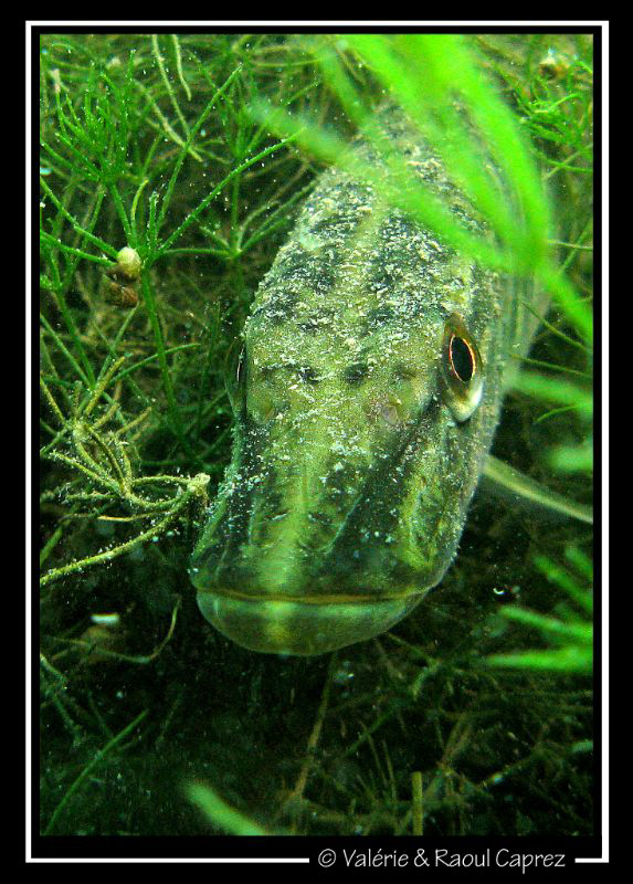 Just a small Pike by Raoul Caprez 