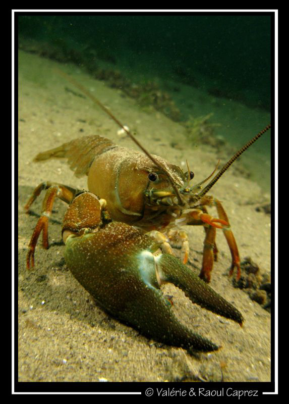 No hard feelings ... shake my hand ! by Raoul Caprez 