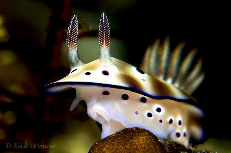 Risbecia tryoni. D300/Inon Strobes/105mm. by Richard Witmer 