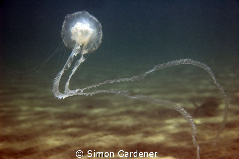 shot with Nikon D70s by Simon Gardener 