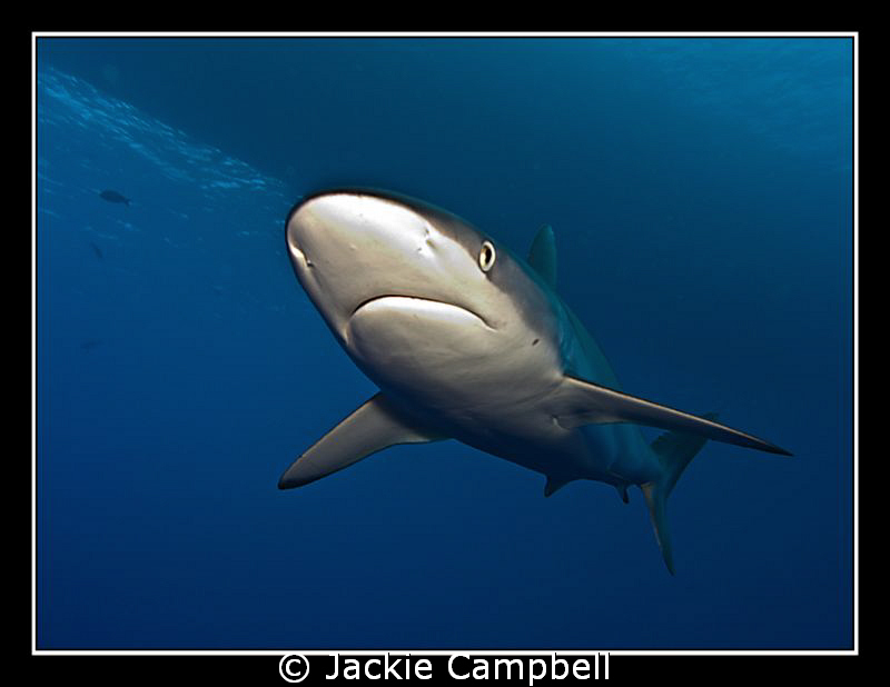 Silky shark flyover !!
Canon G9, single inon D2000 strob... by Jackie Campbell 