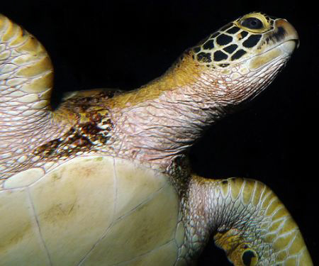 Green Turtle from below at night by Martin Dalsaso 