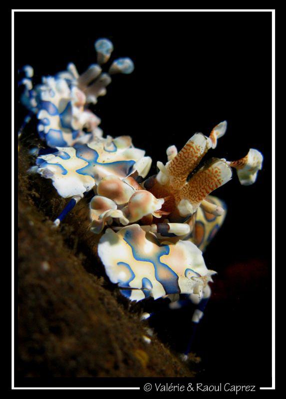 Two for the same price :-)(Hymenocera elegans) by Raoul Caprez 