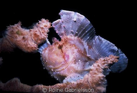 Leaf Scorpionfish. by Roine Gabrielsson 