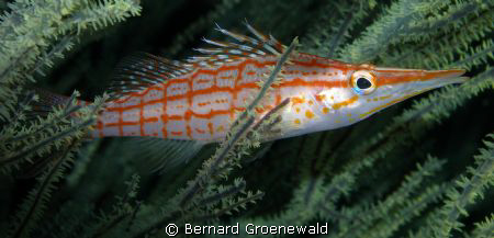 Long-nose Hawkfish taken a Sodwana by Bernard Groenewald 