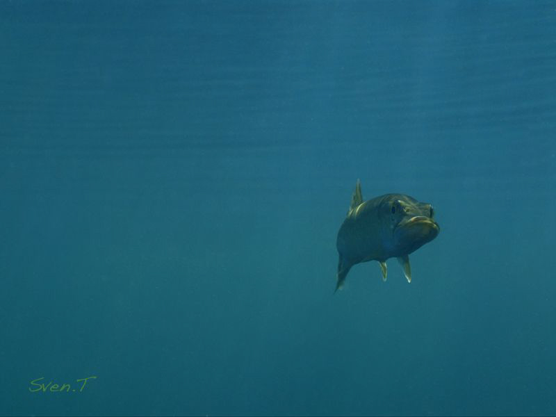 King of the pond, mister pike.. by Sven Tramaux 