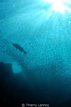 Sardins and grouper in La Sirenita, Cabo Pulmo, Baja Sur,... by Thierry Lannoy 