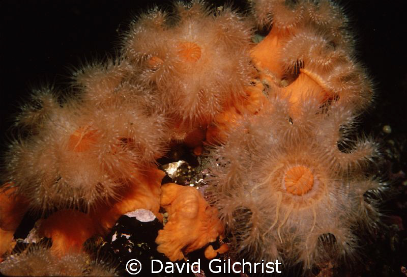Anemone Cluster, Queen Charlotte Island on Canada's West ... by David Gilchrist 