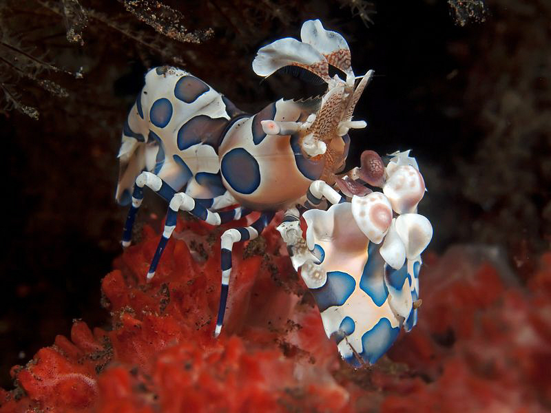 Harlequin Shrimp. Tulamben, Bali by Doug Anderson 