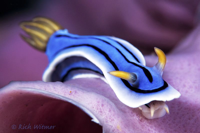 Chromodoris lochi. D300/Inon Strobes/105mm. by Richard Witmer 