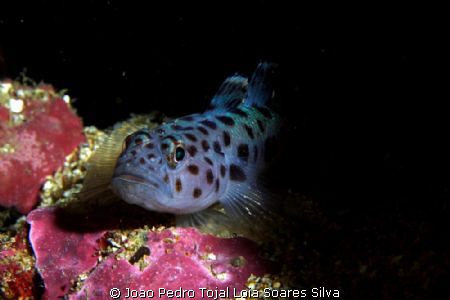Leopard-spotted goby (Thorogobius ephippiatus). by Joao Pedro Tojal Loia Soares Silva 