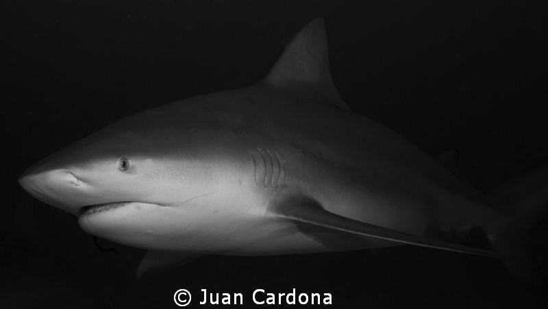 Toro .... by Juan Cardona 