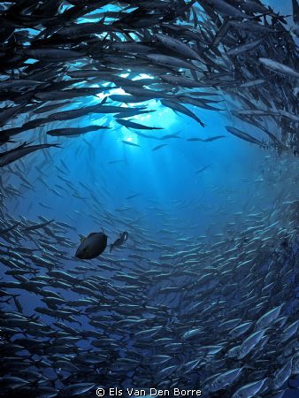 Entering a school of jackfishes by Els Van Den Borre 