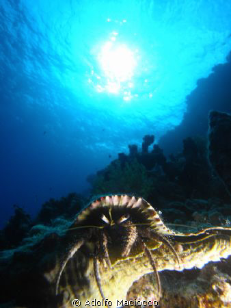 Hermit Crab @ Turtle bay by Adolfo Maciocco 