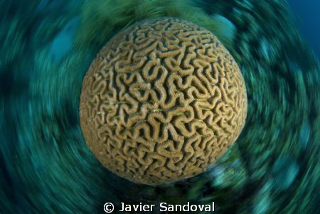 dizziness brain by Javier Sandoval 
