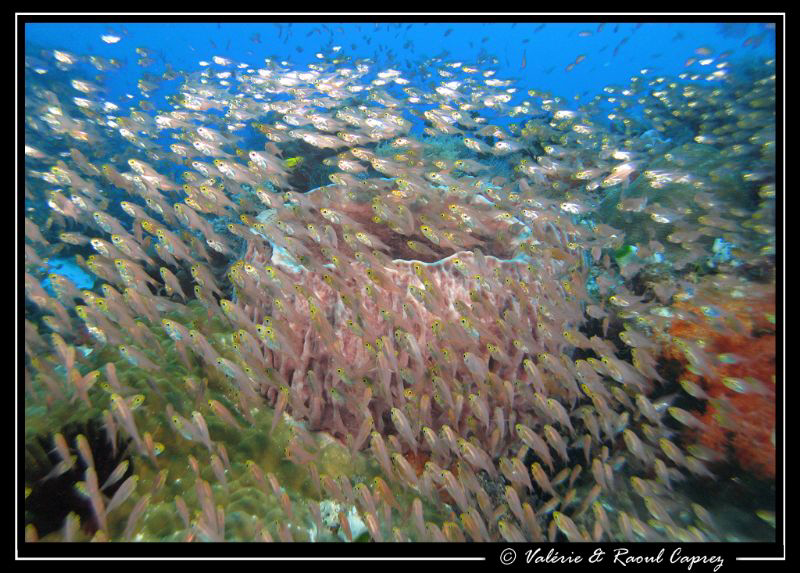 Bad visibility in Komodo :-) by Raoul Caprez 