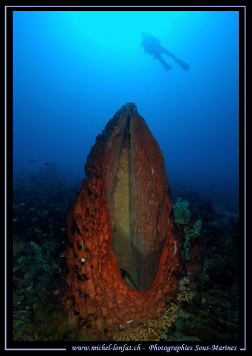 South of Lembeh Strait... Que du bonheur... :O)... by Michel Lonfat 