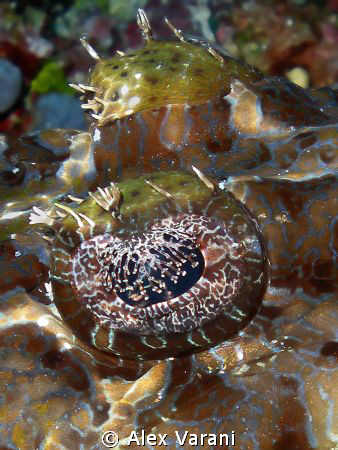 Papilloculiceps longiceps - detail by Alex Varani 
