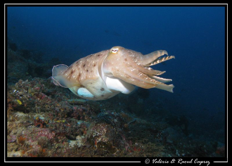 Nice encounter by Raoul Caprez 