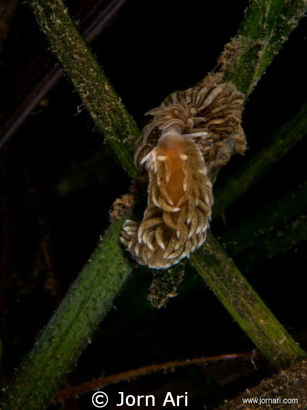 Cutie Nudie from Gullmarsfjorden in Sweden Nov. 2010 by Jorn Ari 