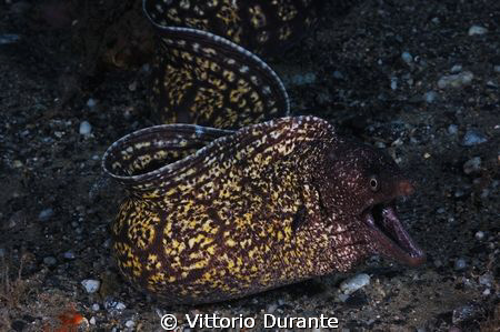 Moray by Vittorio Durante 