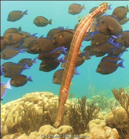 Trumpet fish had beeen hiding with the tangs. by Robert Michaelson 