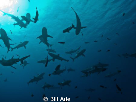 Shark dive.  Coral Sea.  Canon G-10, Ikelite housing. by Bill Arle 