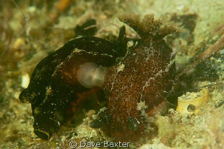mating time by Dave Baxter 