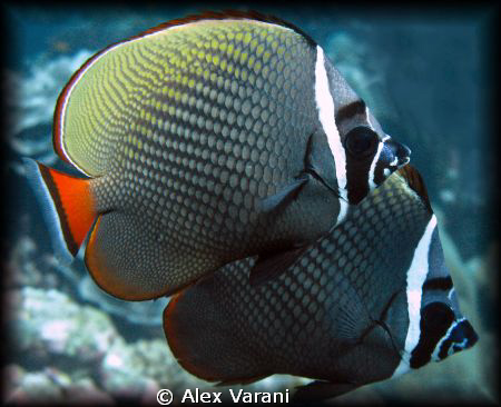 Chaetodon collare - Similan Islans by Alex Varani 