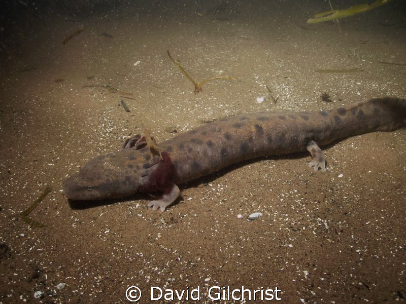 Mudpuppy(Necturus maculosus)-an aquatic 'salamander', wit... by David Gilchrist 