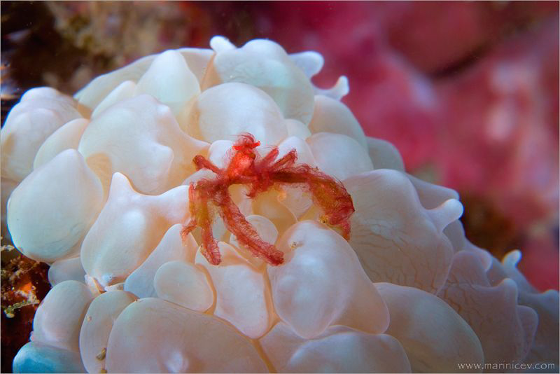 Orangutan crab by Aleksandr Marinicev 