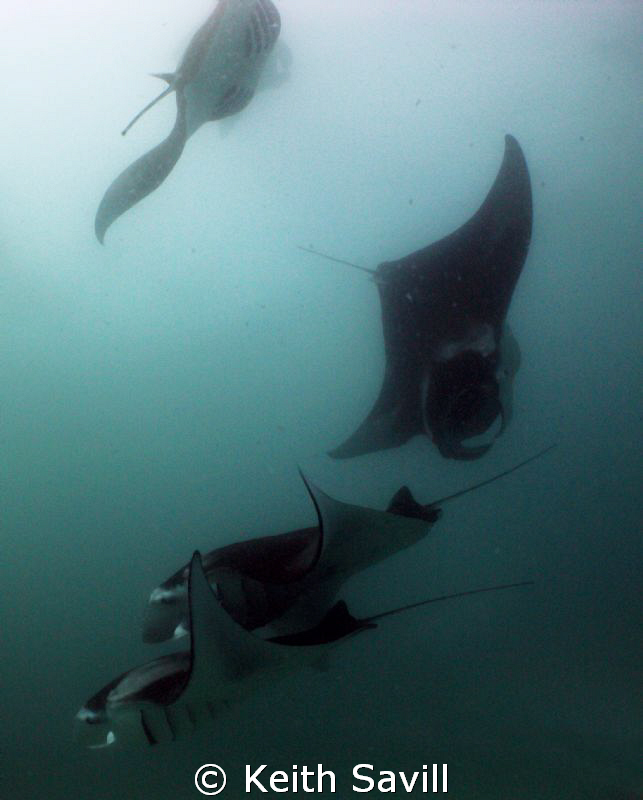 Manta's Dancing... by Keith Savill 