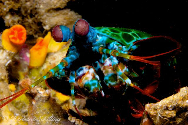 Mantis Shrimp by Barbara Schilling 
