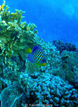 Royal angelfish- by Yakout Hegazy 