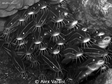 school of plotosus lineatus by Alex Varani 