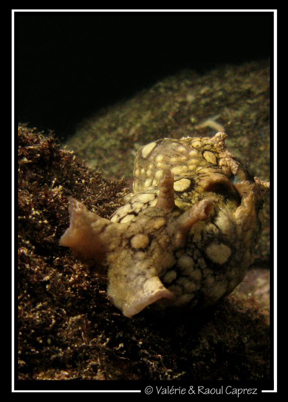 Welcome on another planet (E.T. = Aplysia dactylomela) by Raoul Caprez 
