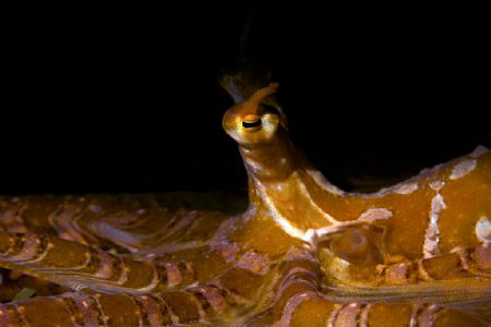 A Wonderpus lit through a snoot. by Steve De Neef 