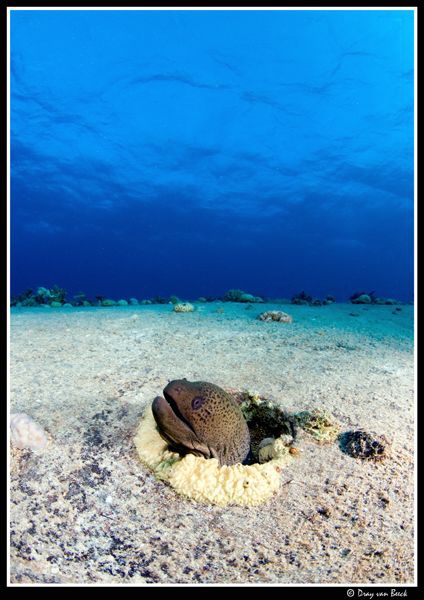 All alone... by Dray Van Beeck 