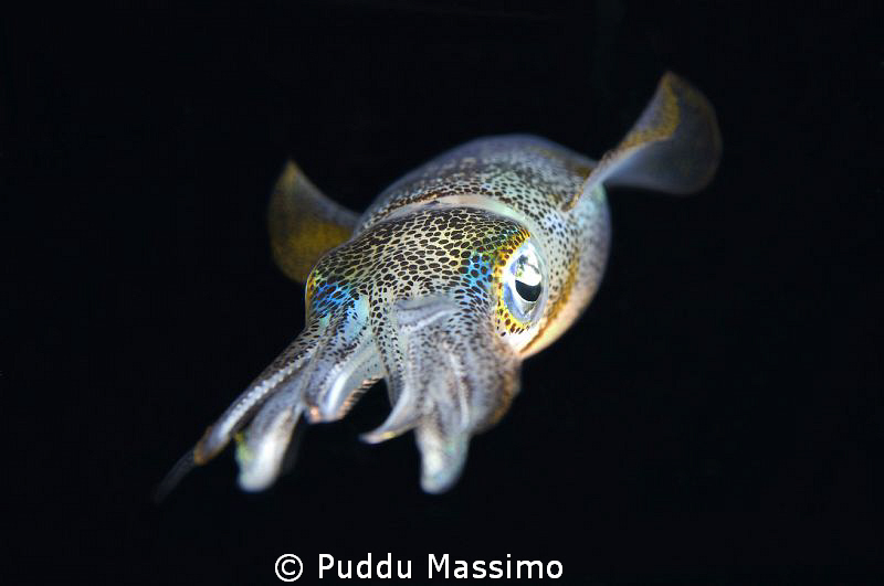 lembeh by night,nikon d2x 60mm macro by Puddu Massimo 