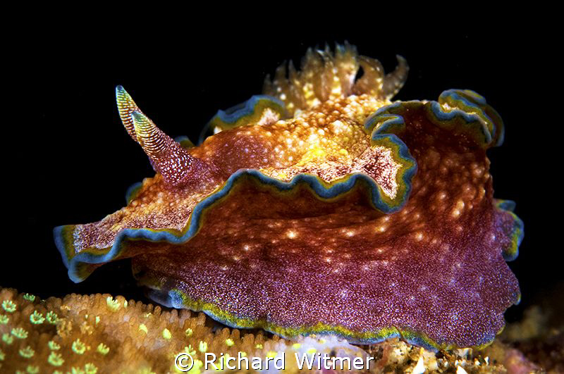 Another nudi???? (Glossodoris cincta).  D300/Inon Strobes... by Richard Witmer 