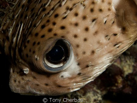 Punk! by Tony Cherbas 