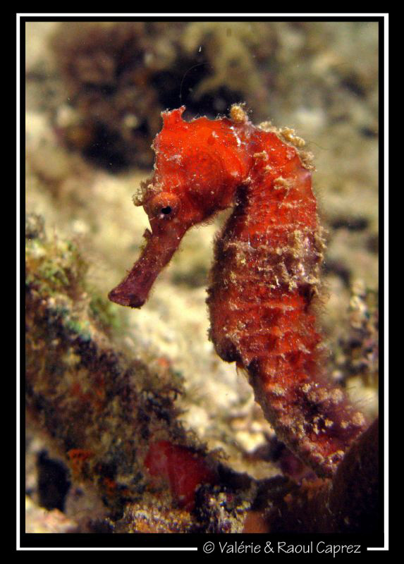 Hippocampus kuda by Raoul Caprez 
