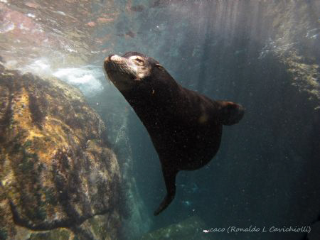 Los Islotes Baja California by Ronaldo Cavichiolli 