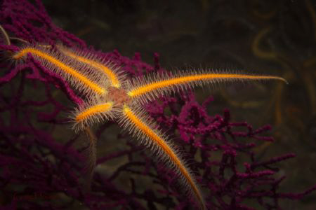 One of a million surrounding Ophiothrix spiculata climbed... by Craig Hoover 