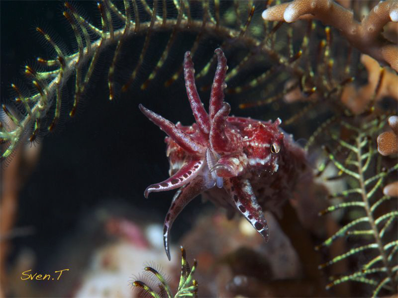 Pygmy cuttlefish (Sepia bandensis) by Sven Tramaux 