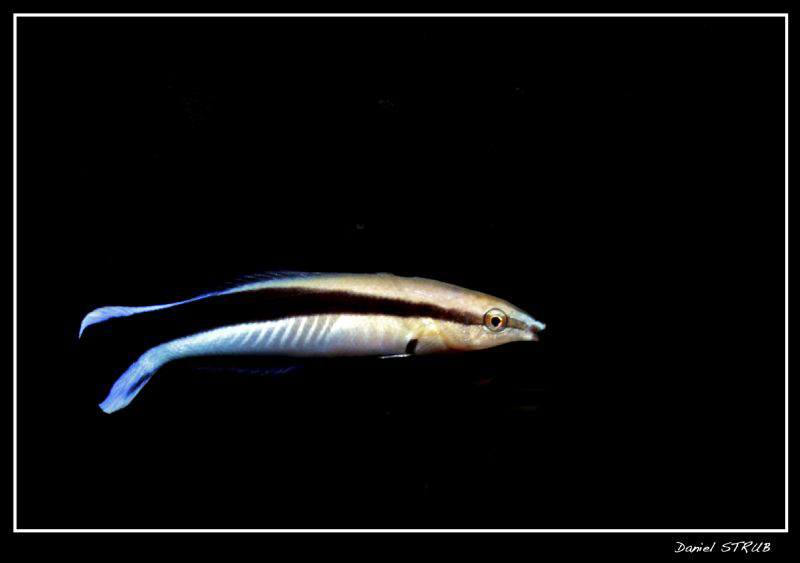 Cleaner wrasse (labroides dimidiatus) :-D by Daniel Strub 